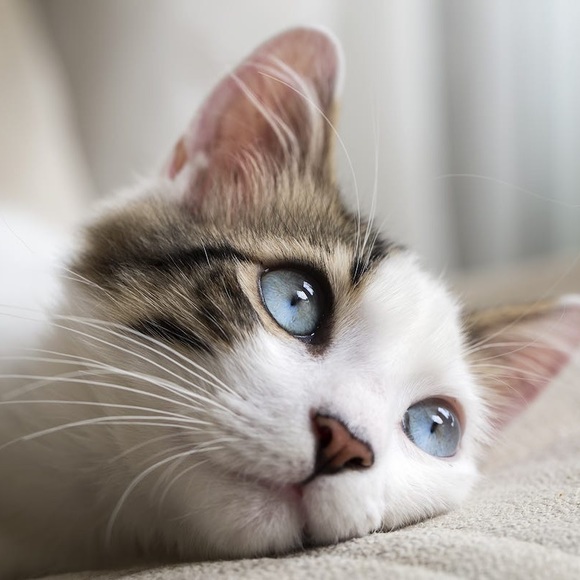 Meet your Posher, Emel - Picture 1 of 1